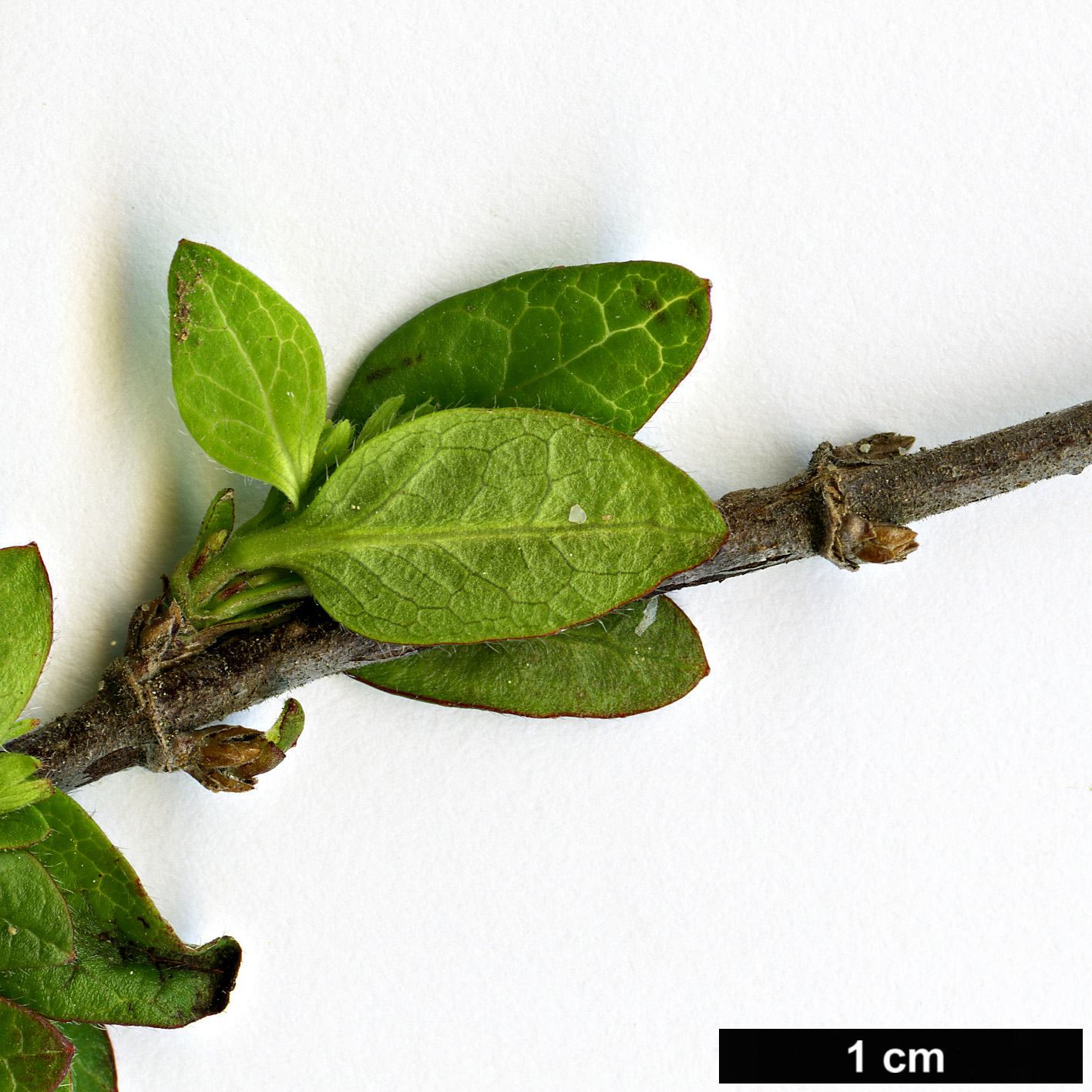 High resolution image: Family: Caprifoliaceae - Genus: Vesalea - Taxon: floribunda